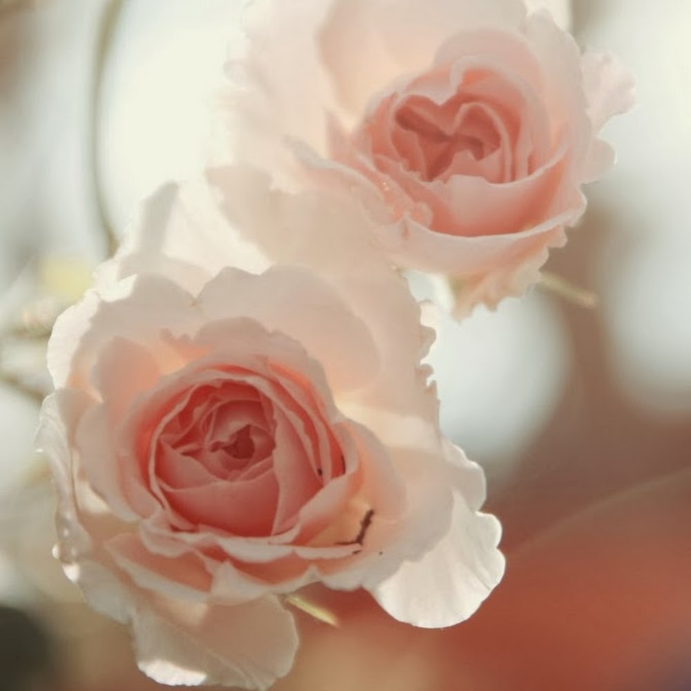 Meet your Posher, Lena